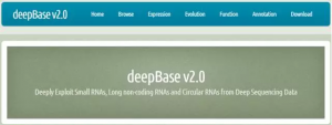 deepbase