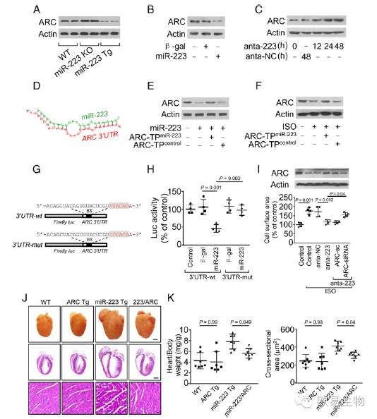 circRNA4