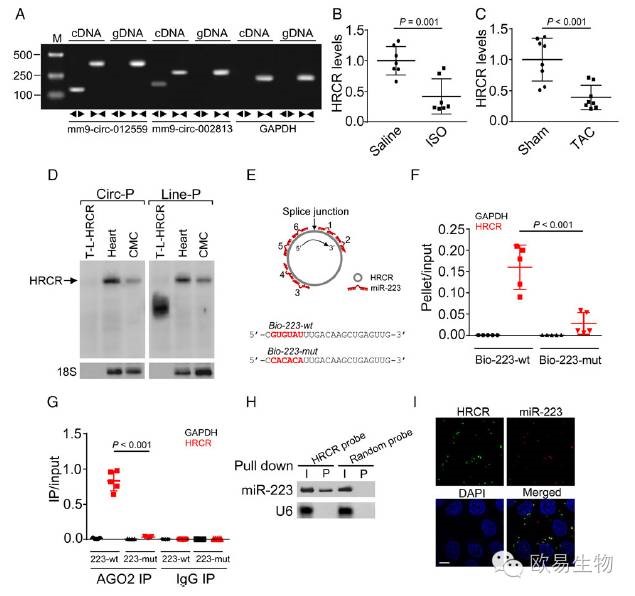 circRNA5