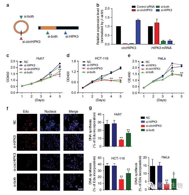 circRNA6