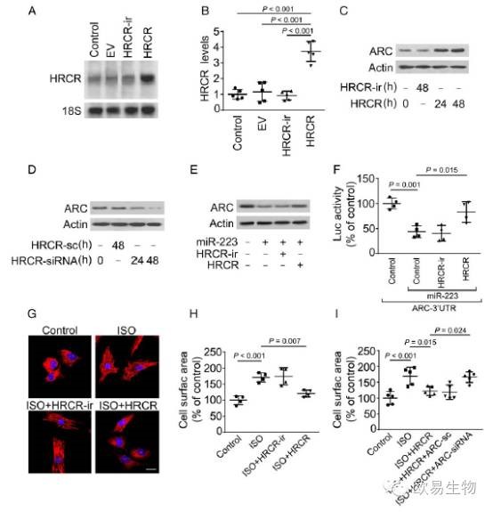 circRNA6