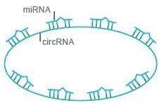 circrna1