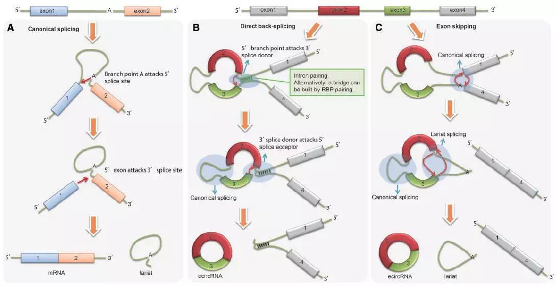 circrna2