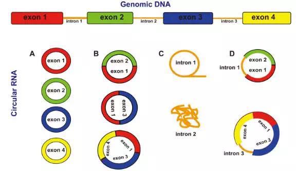 circrna4