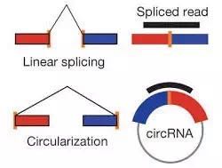 circrna5