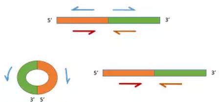 circrna1