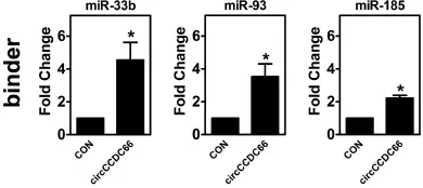 circRNA10