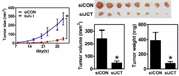 circRNA11