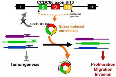 circRNA2