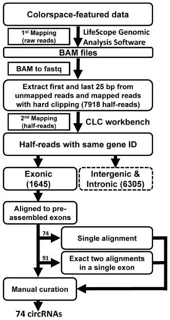 circRNA3