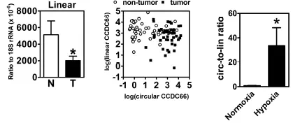 circRNA4