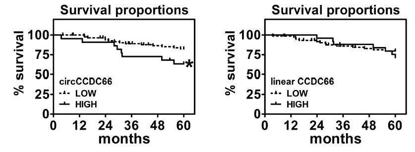 circRNA6