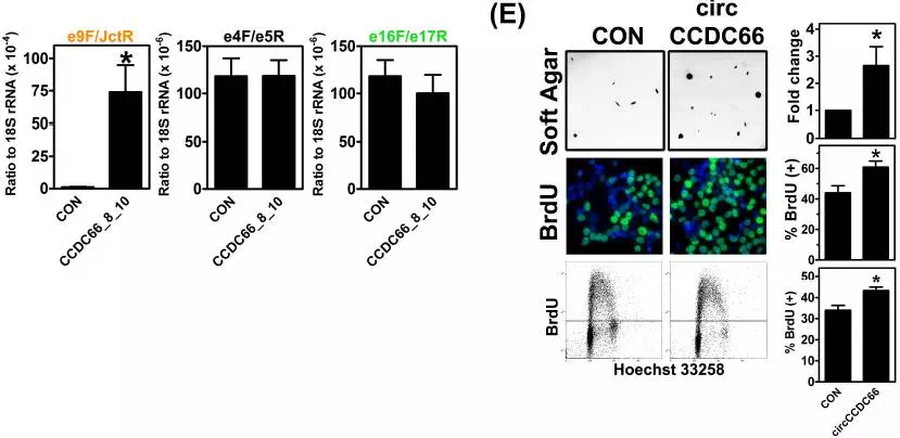 circRNA7