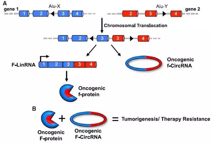 circrna1