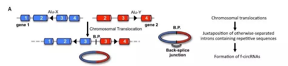 circrna2