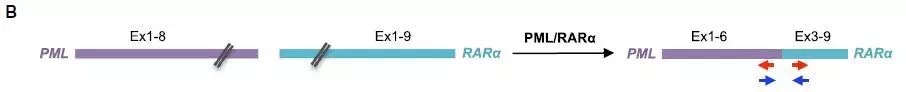 circrna3