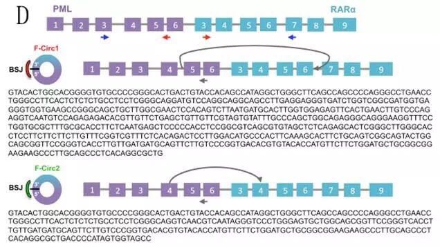 circrna5
