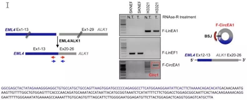 circrna7
