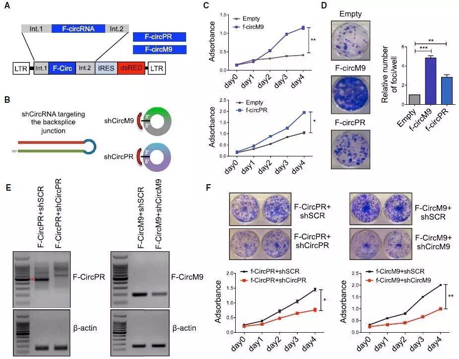 circrna8