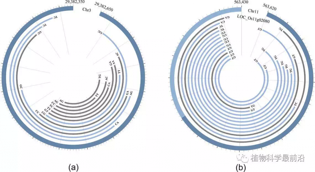 plantcircrna1