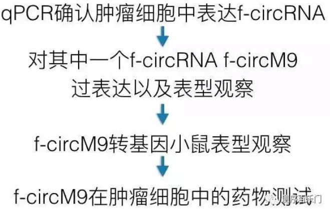 circRNA1