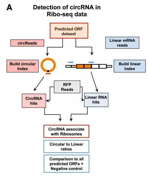 circRNA2