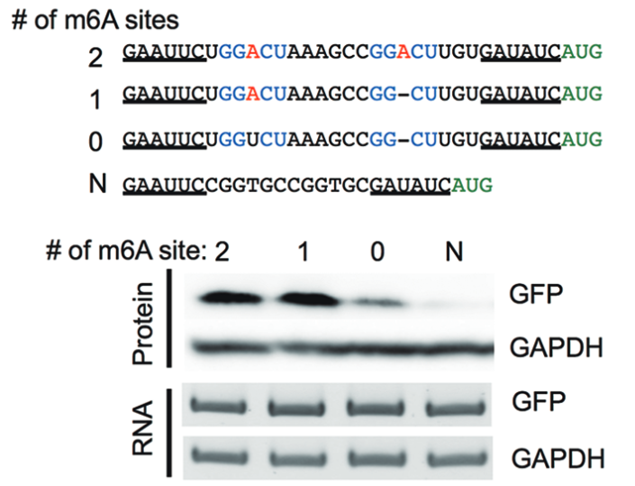 circRNA3