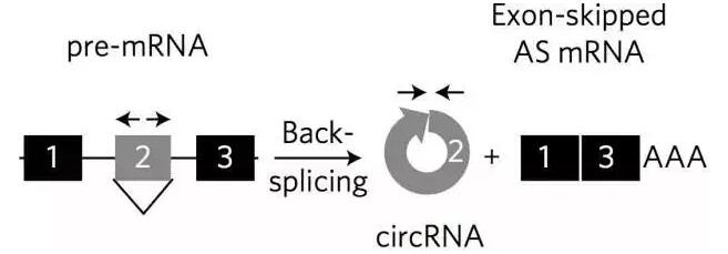 circRNA3