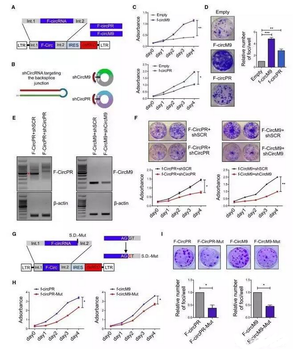 circRNA4