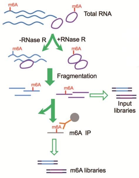 环状RNA甲基化会影响蛋白翻译?