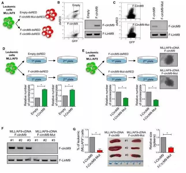 circRNA5