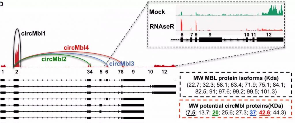 circRNA5