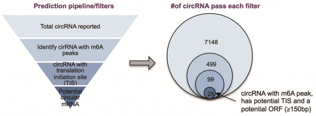 circRNA5