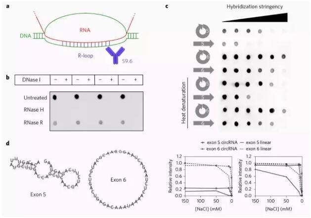 circRNA6