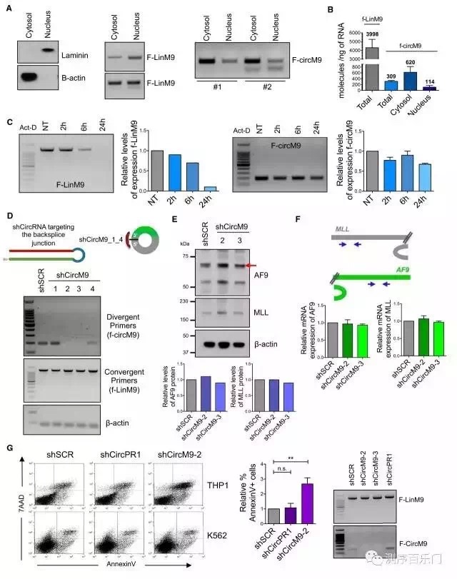 circRNA6