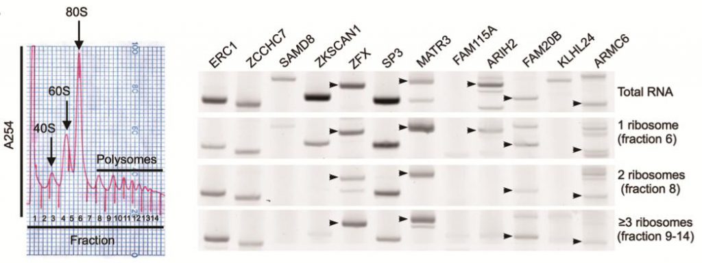 circRNA7