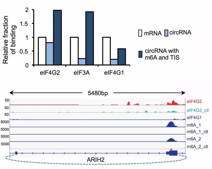 circRNA8