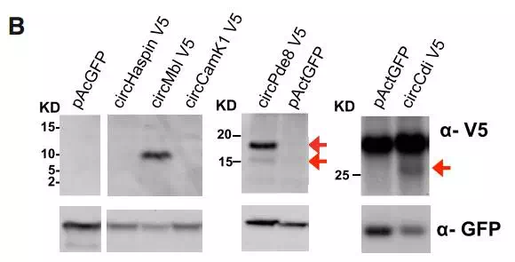 circRNA9