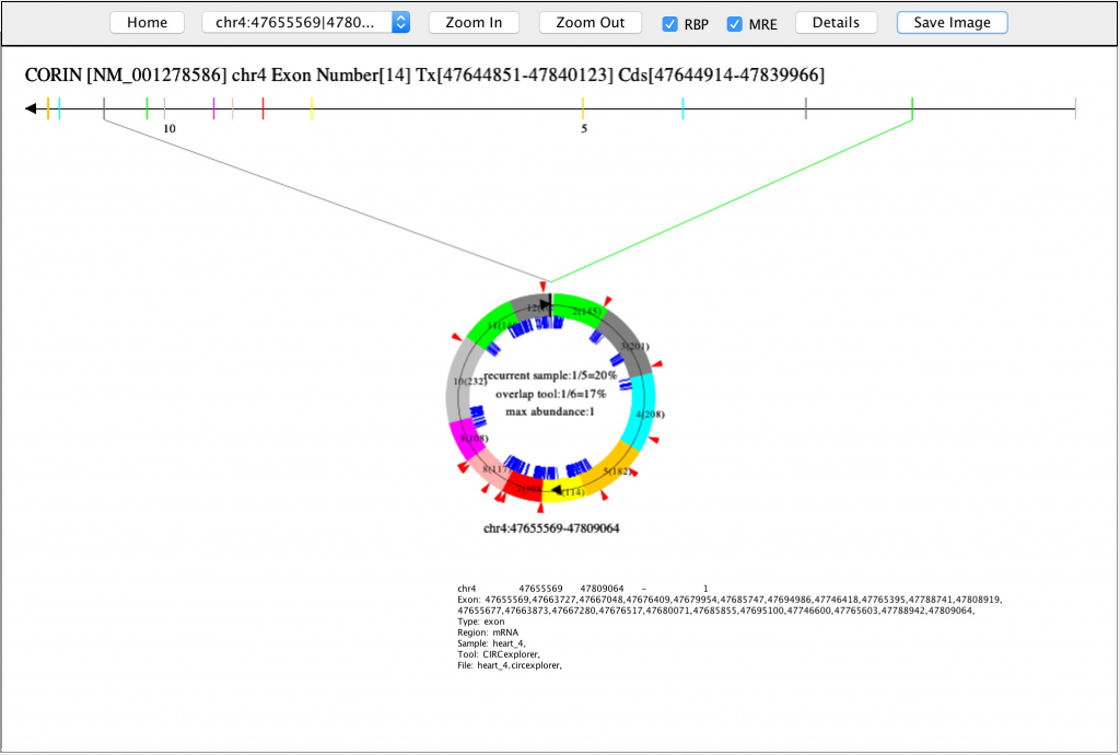 circVIEW5