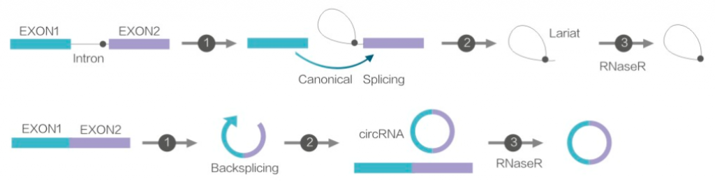 RNase R1