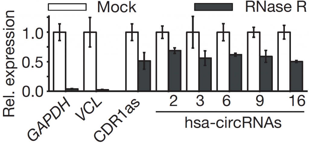 RNase R10