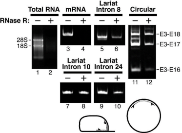 RNase R3