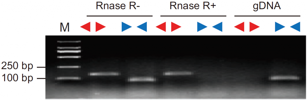 RNase R4