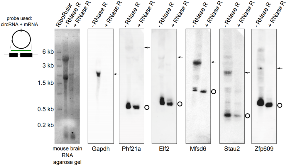 RNase R5