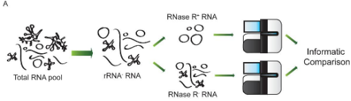 RNase R7