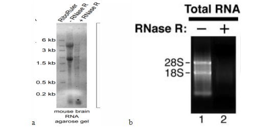 RNase R8