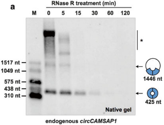 RNase R9